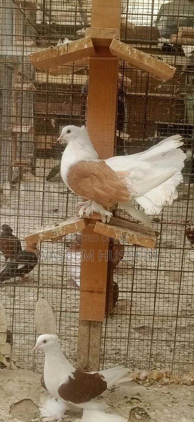 Exotic Pigeons - thumbnail 15