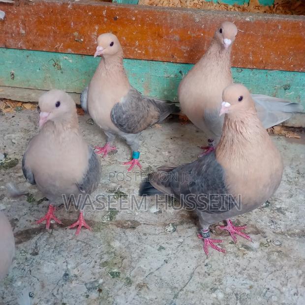Exotic Pigeons - thumbnail 16