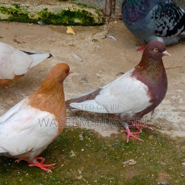 Exotic Pigeons - thumbnail 18