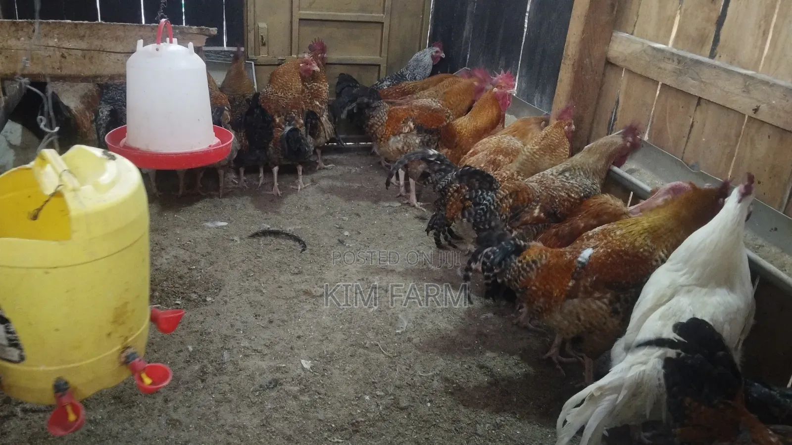 Kienyeji Chicken