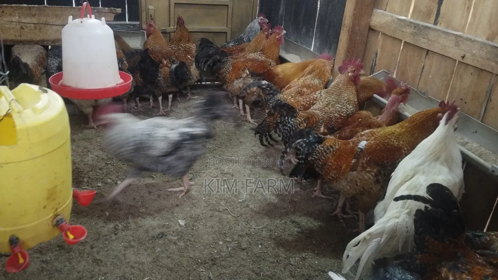 Kienyeji Chicken
