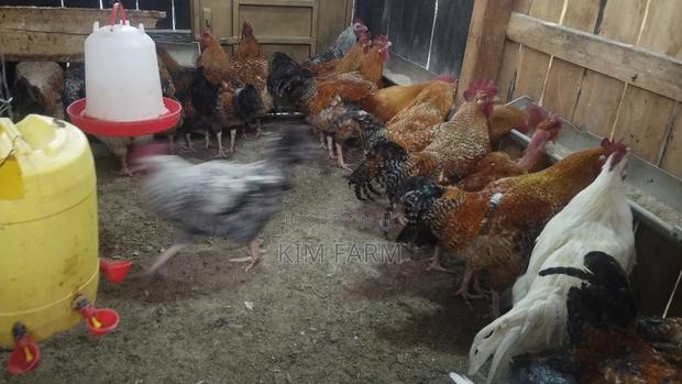 Kienyeji Chicken - thumbnail 2