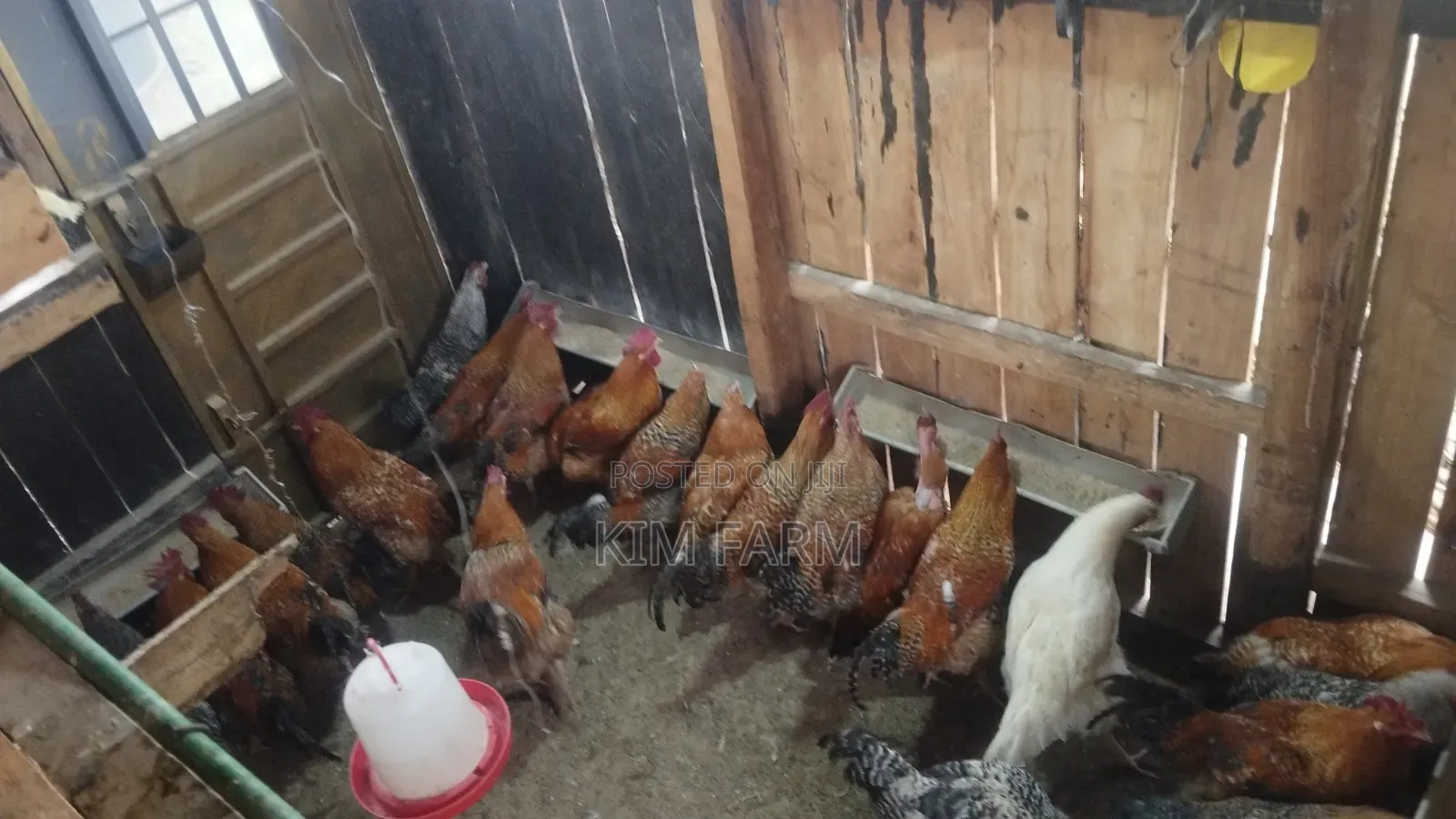 Kienyeji Chicken