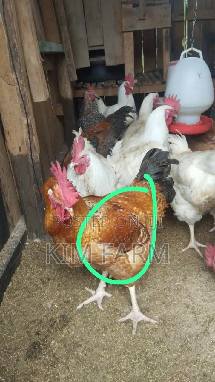 Kienyeji Chicken