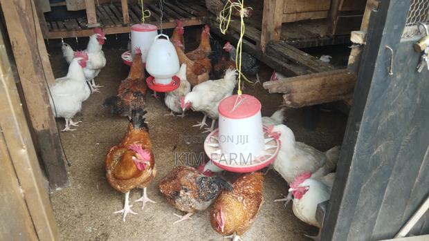Kienyeji Chicken - thumbnail 5