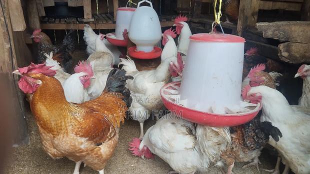 Kienyeji Chicken - thumbnail 6