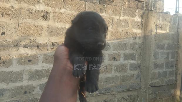 1-3 months Male Purebred German Shepherd - thumbnail 2