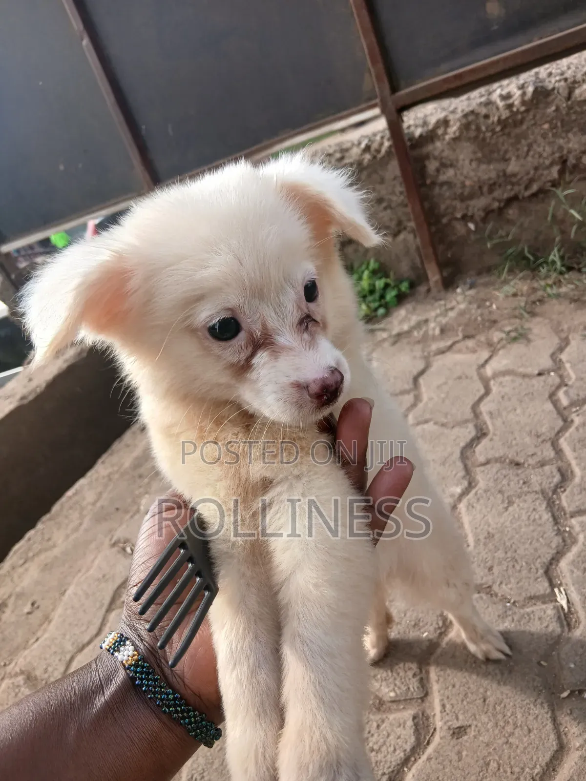 3-6 months Female Purebred Japanese Spitz