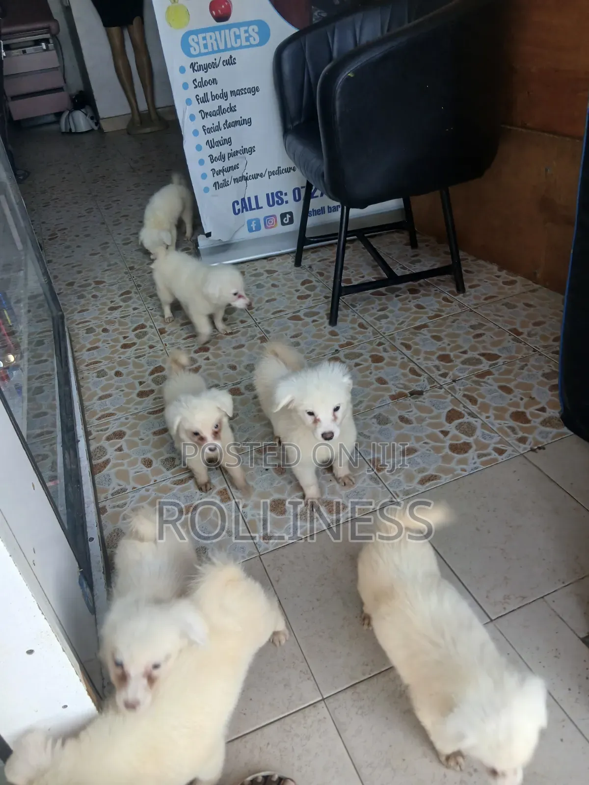 3-6 months Female Purebred Japanese Spitz