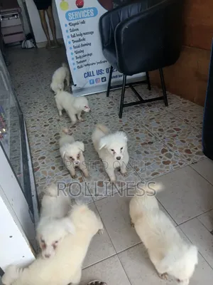 3-6 months Female Purebred Japanese Spitz