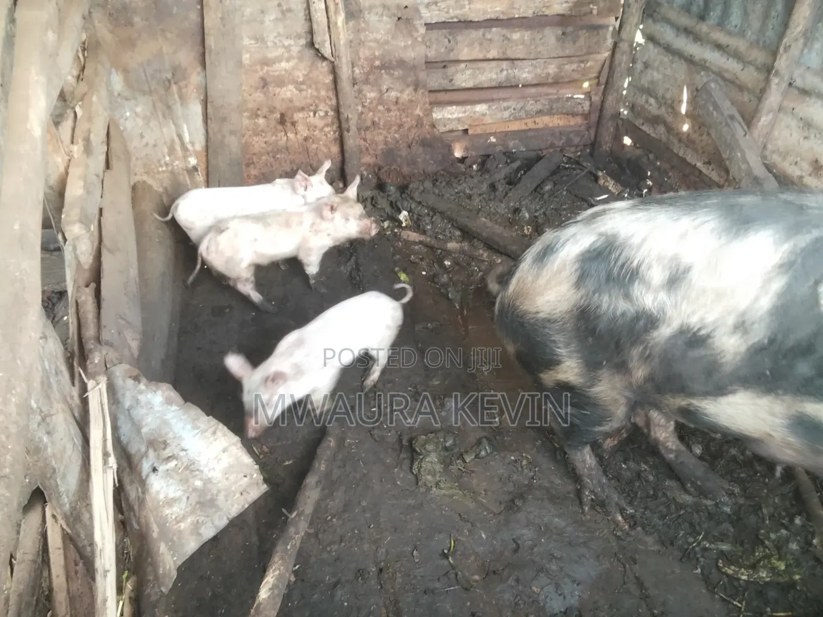 Selling a Sow and Three Piglets