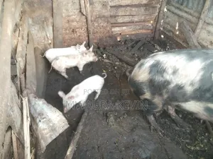 Selling a Sow and Three Piglets