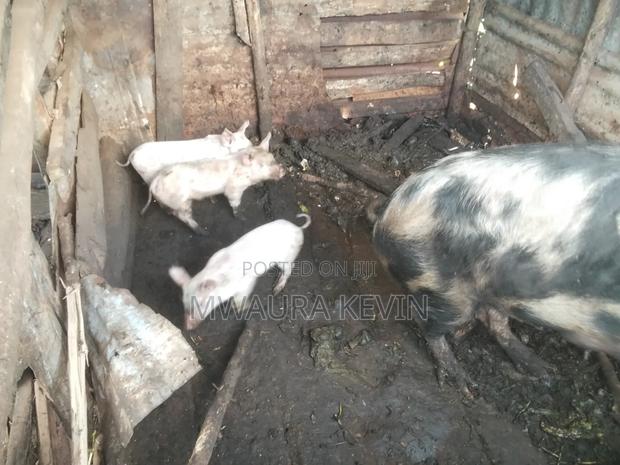 Selling a Sow and Three Piglets