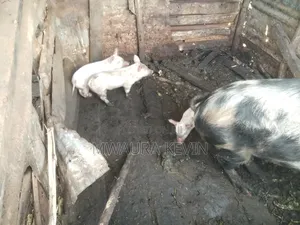 Selling a Sow and Three Piglets