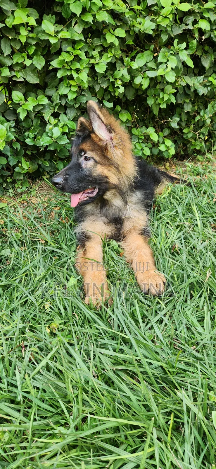 3-6 months Male Purebred German Shepherd