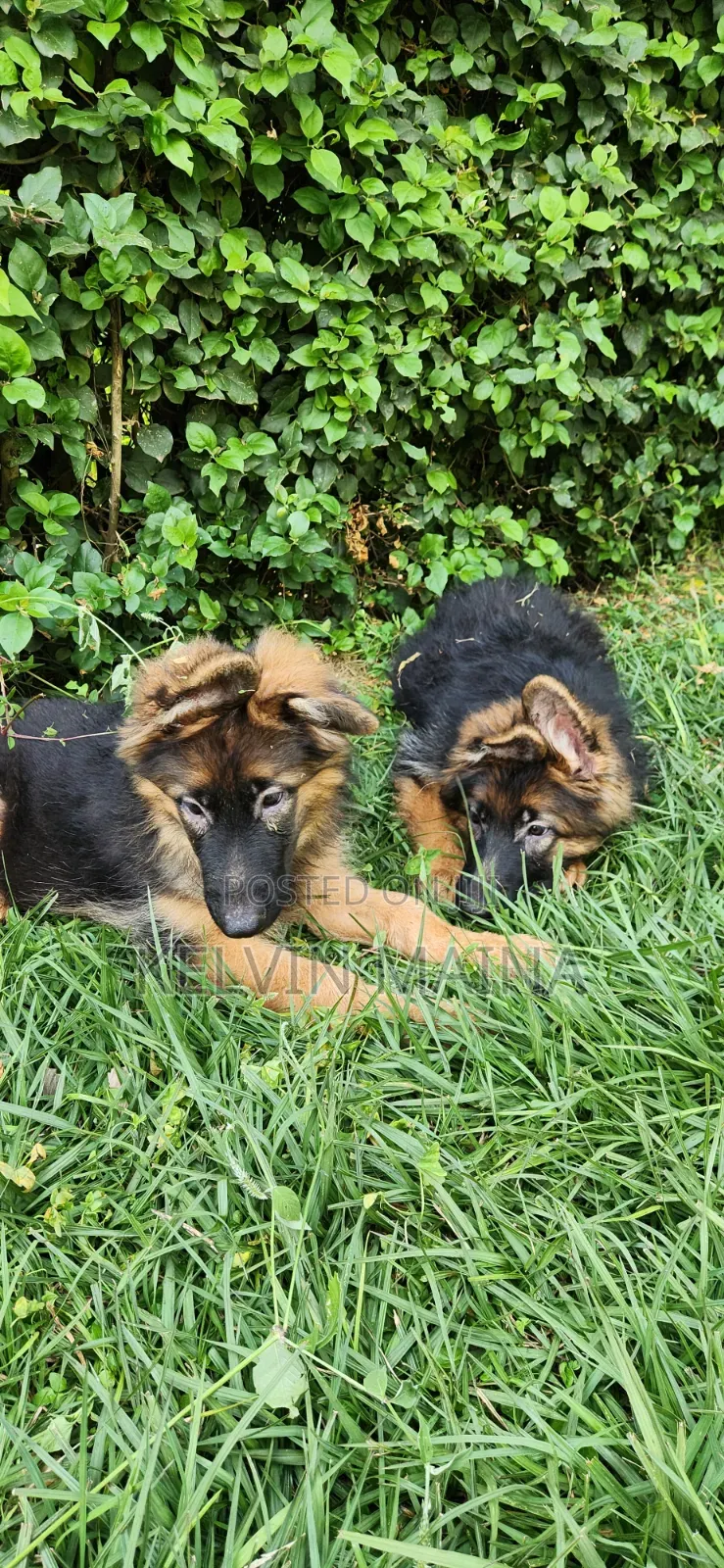 3-6 months Male Purebred German Shepherd