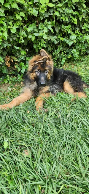 3-6 months Male Purebred German Shepherd