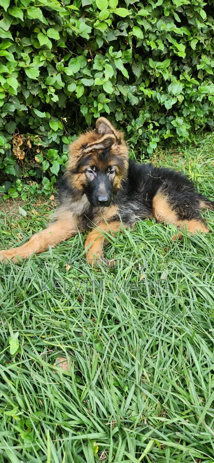 3-6 months Male Purebred German Shepherd