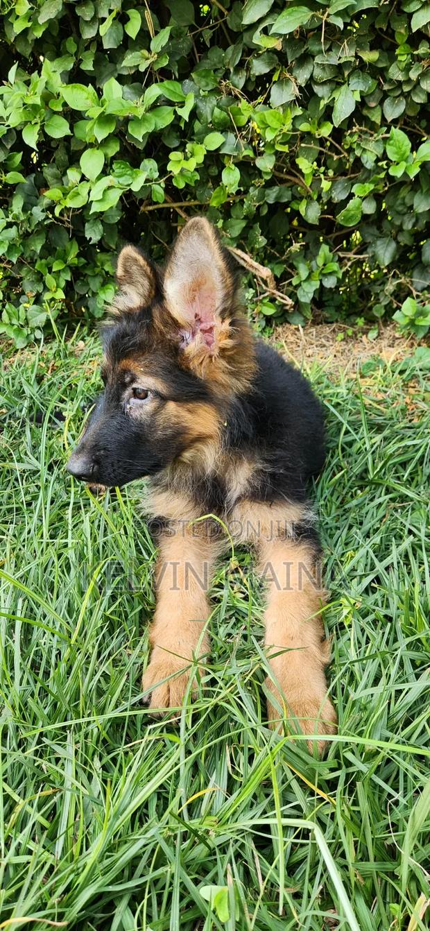 3-6 months Male Purebred German Shepherd - thumbnail 5