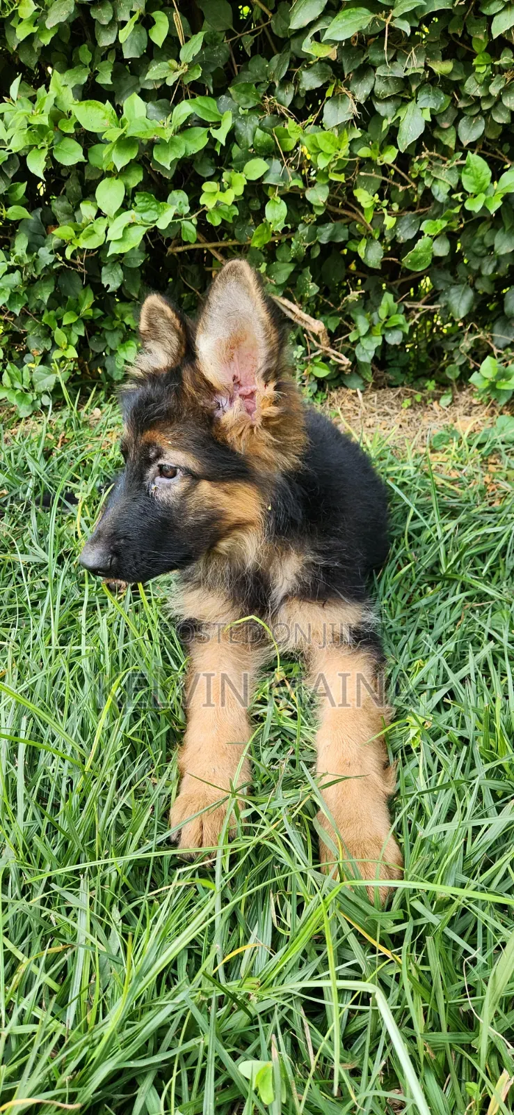 3-6 months Male Purebred German Shepherd