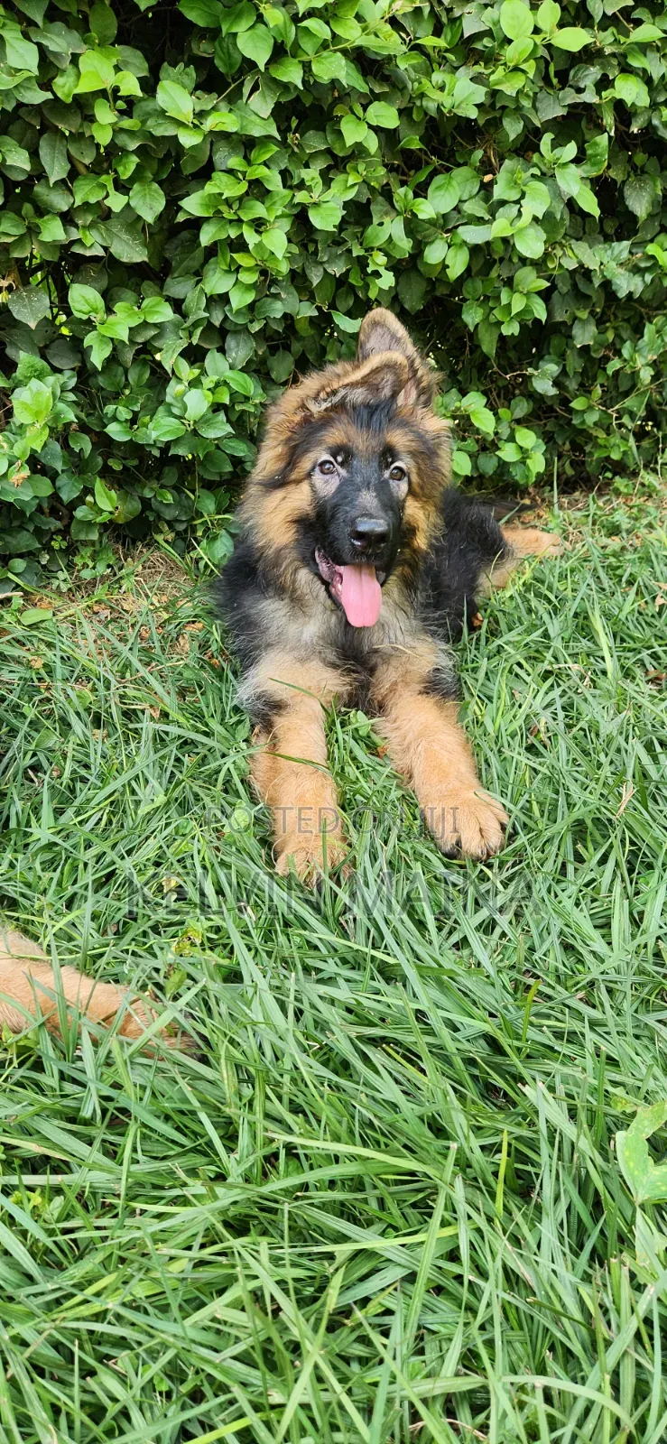 3-6 months Male Purebred German Shepherd