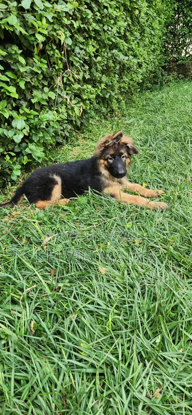 3-6 months Male Purebred German Shepherd - thumbnail 7