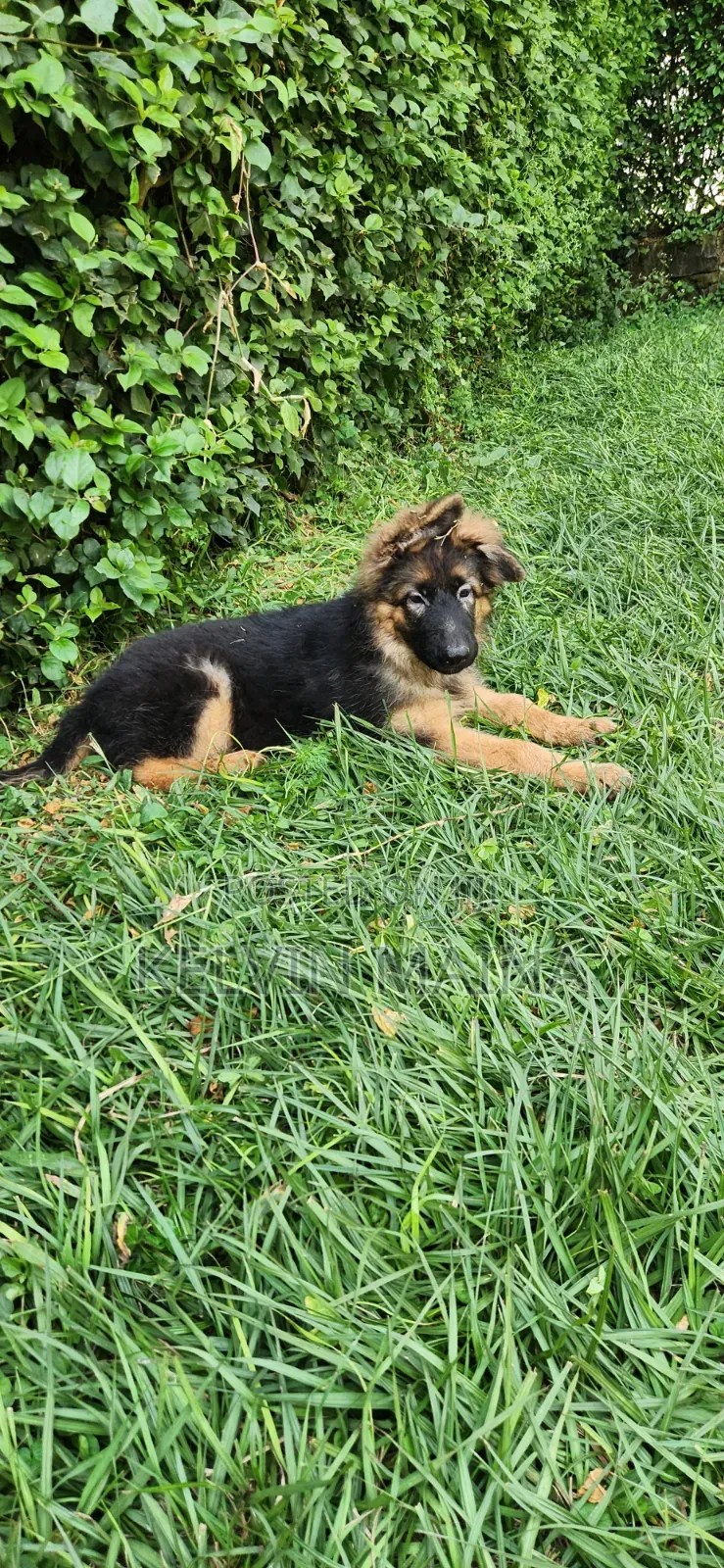 3-6 months Male Purebred German Shepherd
