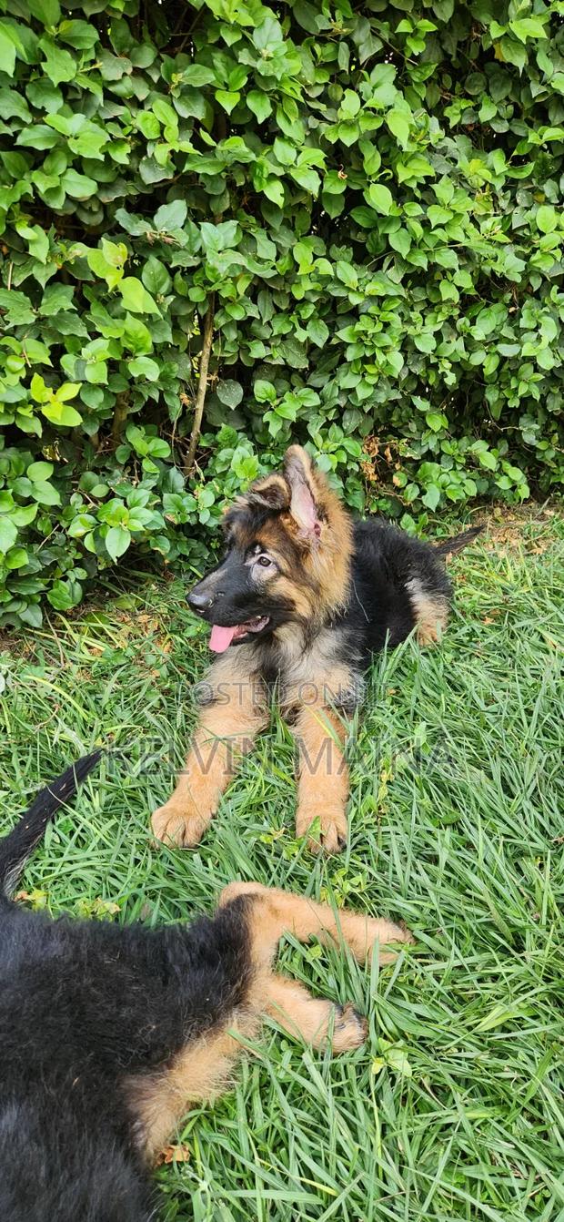 3-6 months Male Purebred German Shepherd - thumbnail 8