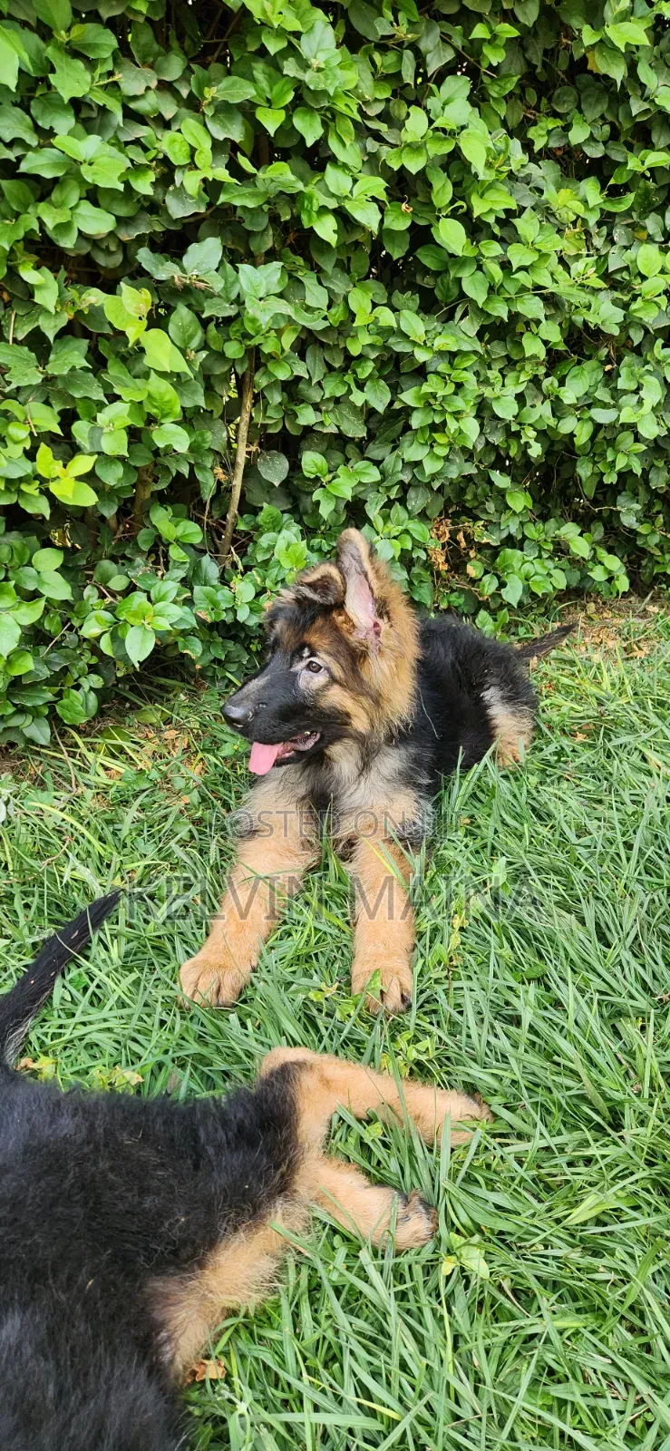 3-6 months Male Purebred German Shepherd