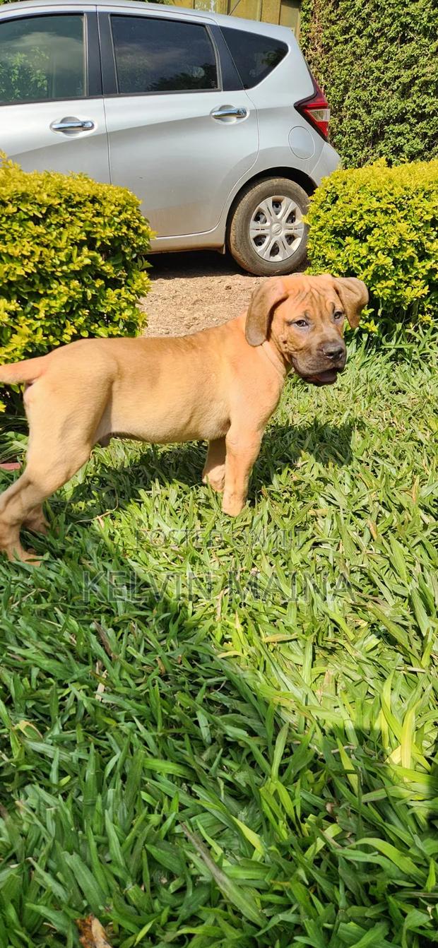 3-6 months Male Purebred Boerboel