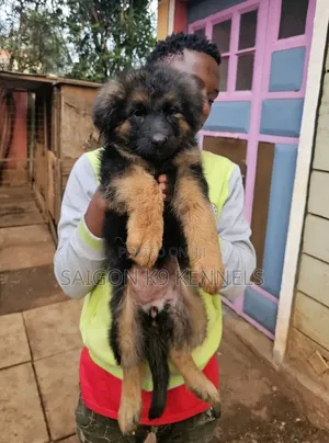1-3 months Female Purebred German Shepherd