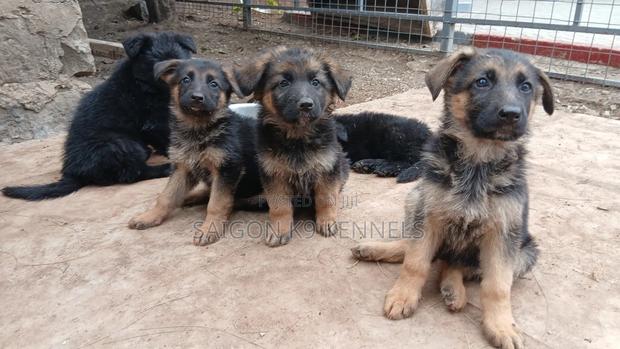 1-3 months Female Purebred German Shepherd - thumbnail 2