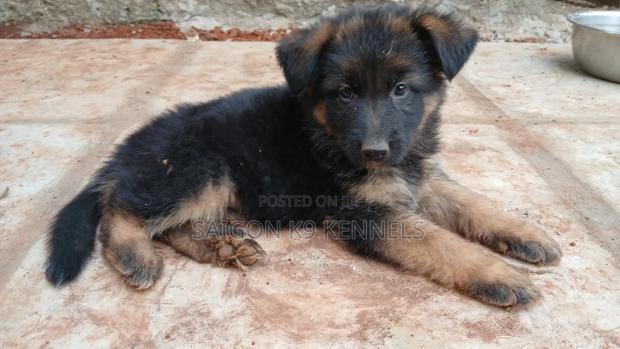1-3 months Female Purebred German Shepherd - thumbnail 3