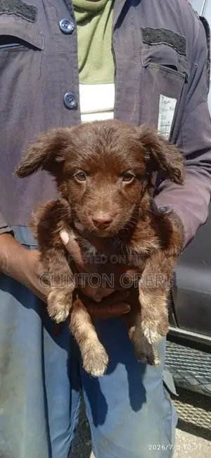 1-3 months Male Mixed Breed Border Collie