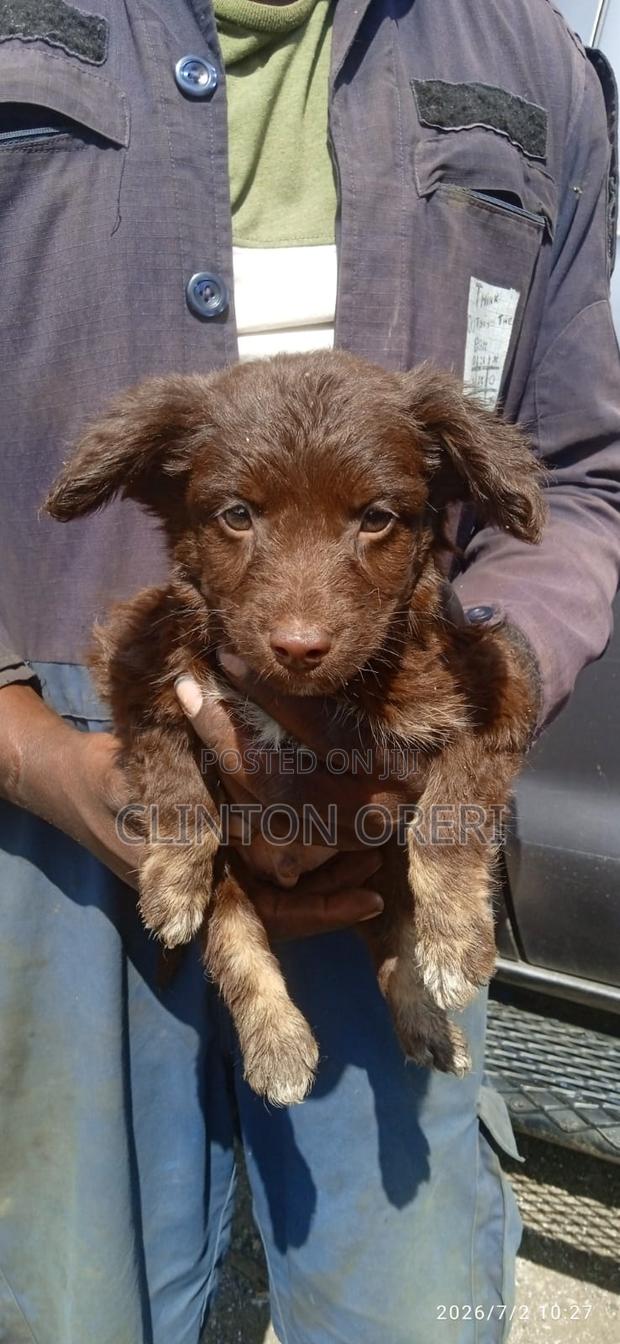 1-3 months Male Mixed Breed Border Collie