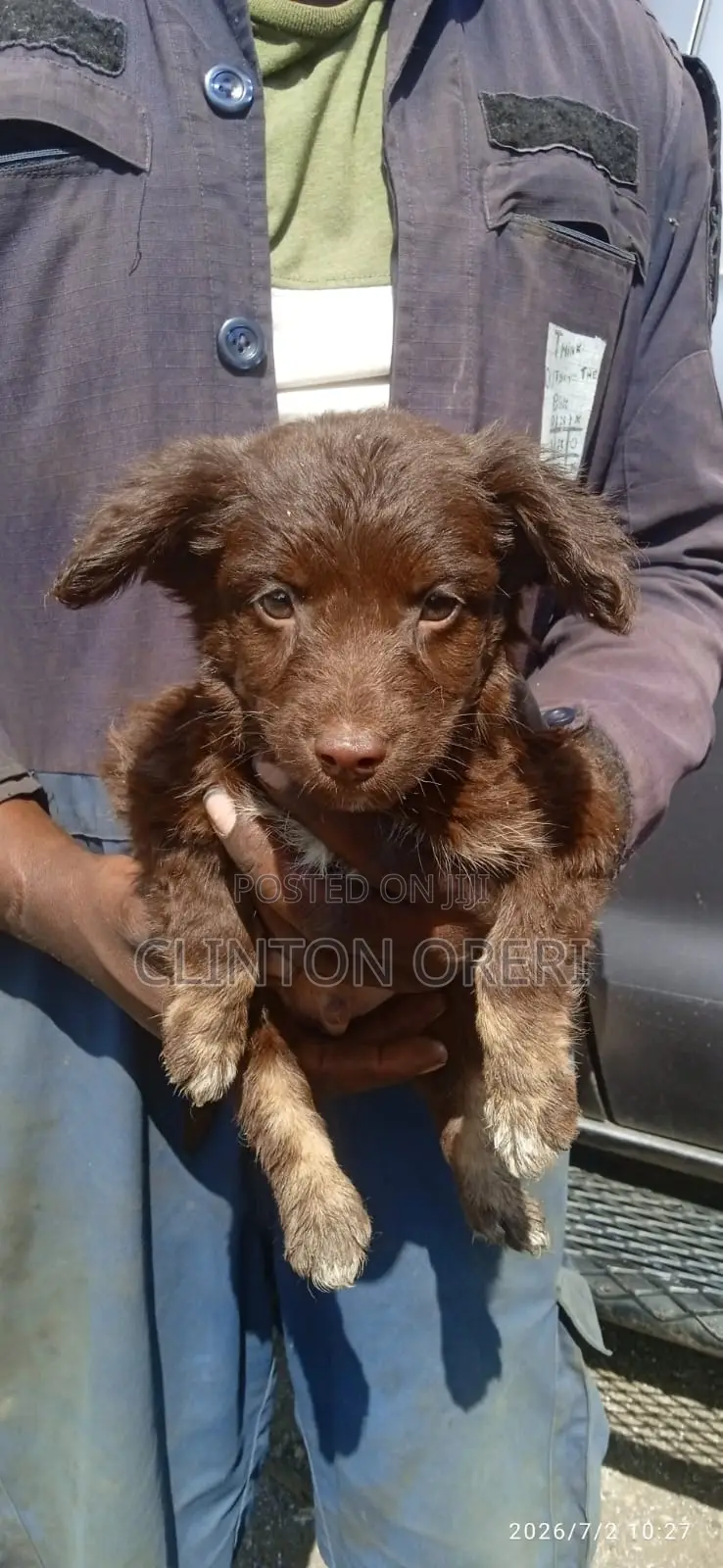 1-3 months Male Mixed Breed Border Collie