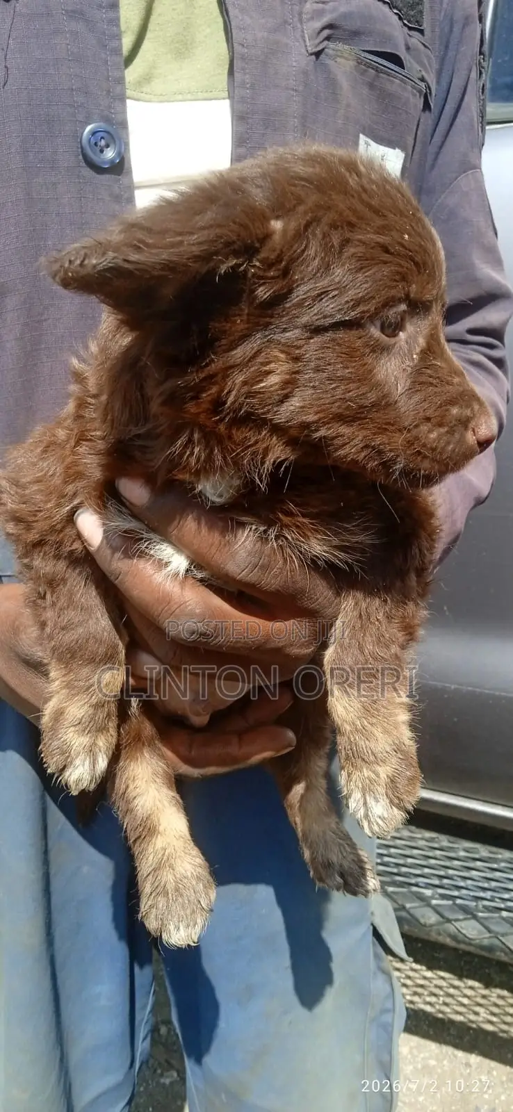 1-3 months Male Mixed Breed Border Collie