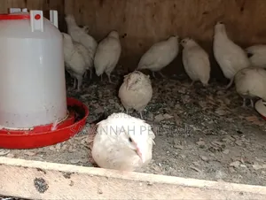 Japanese Quail (Coturnix Japonica) Texas a M Quail - 2 Months Old