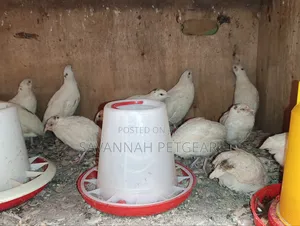 Japanese Quail (Coturnix Japonica) Texas a M Quail - 2 Months Old