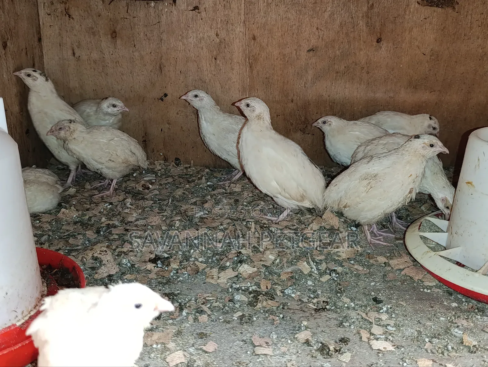 Japanese Quail (Coturnix Japonica) Texas a M Quail - 2 Months Old