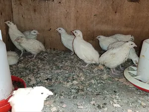Japanese Quail (Coturnix Japonica) Texas a M Quail - 2 Months Old