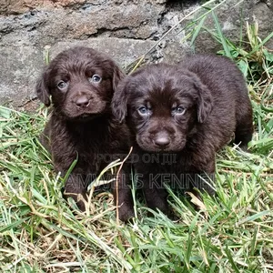 1-3 months Male Purebred Labrador Retriever