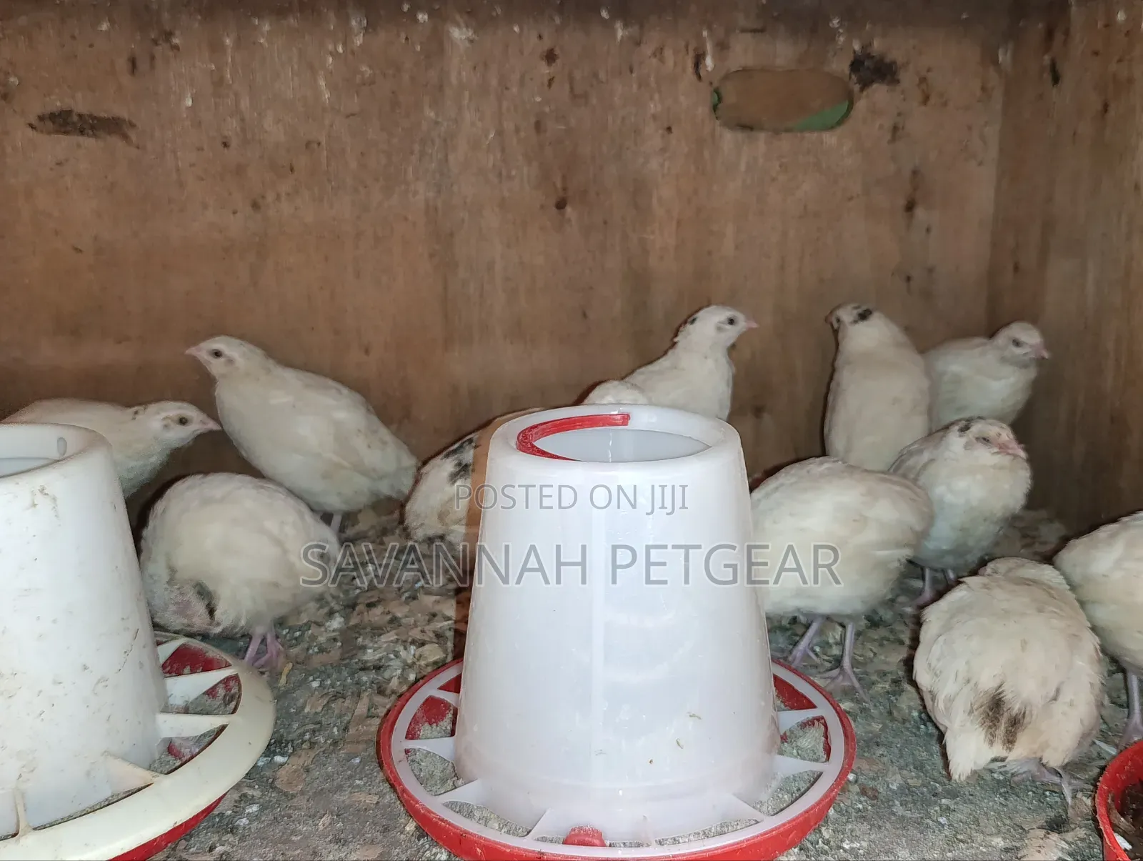 Japanese Quail (Coturnix Japonica) Texas a M Quail - 2 Months Old