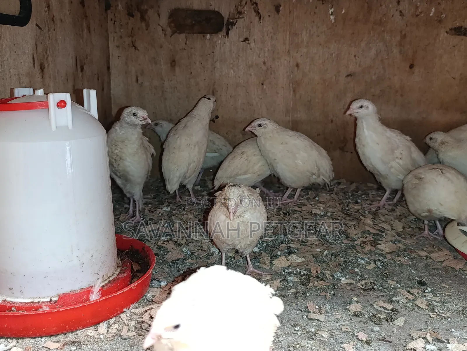Japanese Quail (Coturnix Japonica) Texas a M Quail - 2 Months Old
