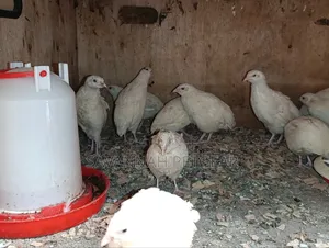 Japanese Quail (Coturnix Japonica) Texas a M Quail - 2 Months Old