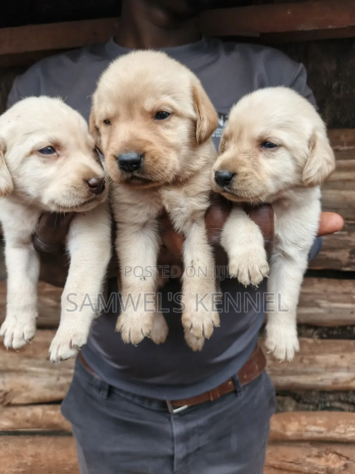 1-3 months Male Purebred Labrador Retriever