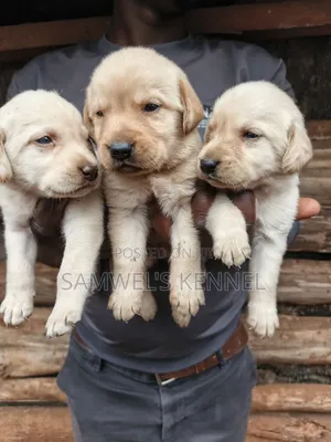 1-3 months Male Purebred Labrador Retriever