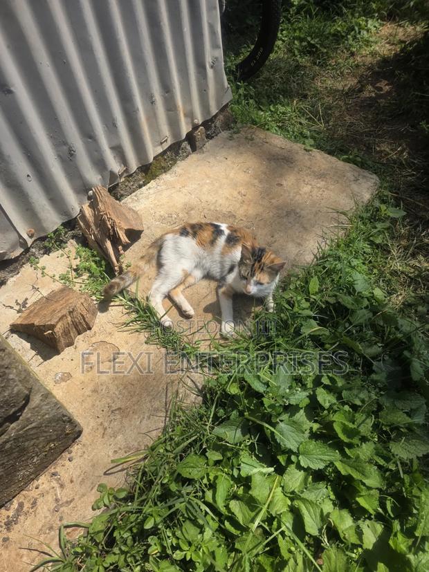 1-3 months Male Mixed Breed Bengal