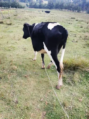 Bulling Heifer
