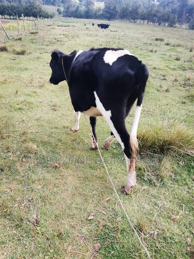 Bulling Heifer